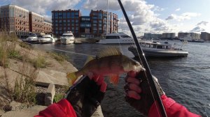 #455 #streetfishing | Невский окунь |