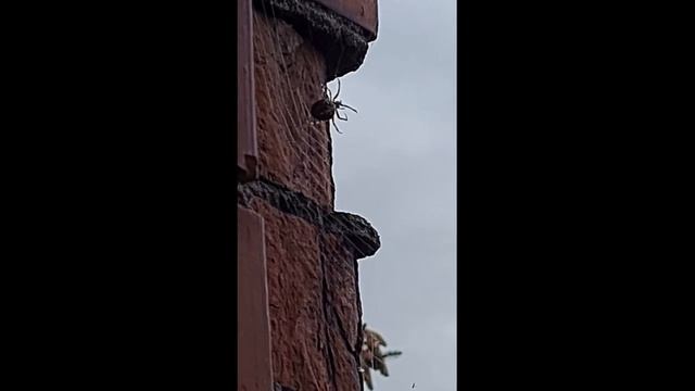 #shorts Вот такой паук поселился у нас на балконе?? shorts смотреть онлайн