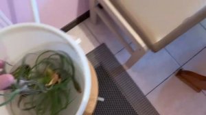 Атмосферные ТИЛЛАНДСИИ. Уход и полив