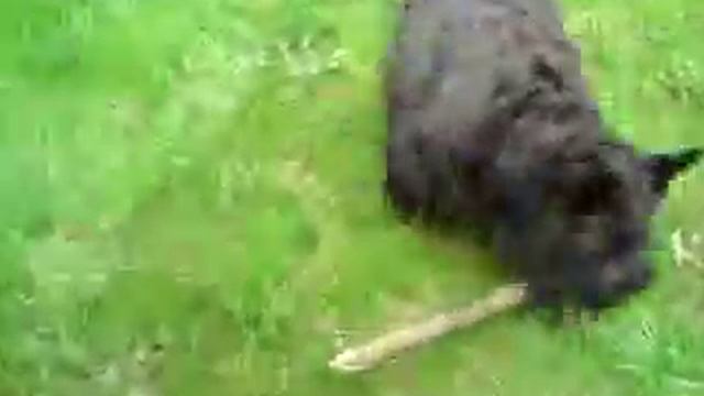 Скотч терьер