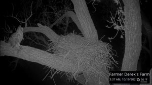 Owl's visit with a caught rabbit to the nest/Клайд с пойманным кроликом