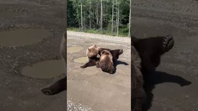 Мамка кормит медвежонка. смотреть онлайн