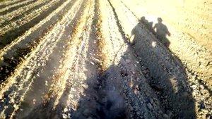 Самодельный минитрактор , Окучивание самодельным двухрядным окучником