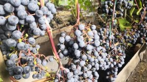 Экспресс  ранний. Второе плодоношение.