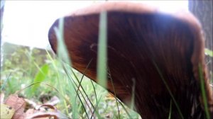 Tawny Funnel Cap (Lepista flaccida) - 2012-11-04