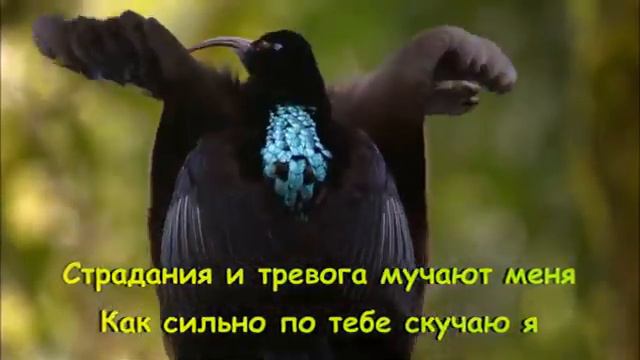 МУЗЫКА ДЛЯ ХОРОШЕГО НАСТРОЕНИЯ ИСТОРИИ ЛЮБВИ смотреть онлайн