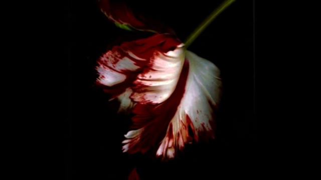 Stephenie Meyer Song ((Midnight Sun)) смотреть онлайн