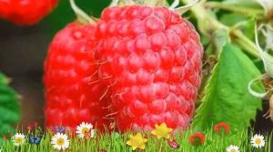 Малина традиционная Сказка ? Обзор: посадка и уход. крупномеры малины Сказка: описание и особенност