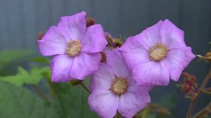 Клен-малина