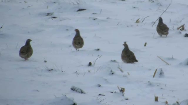 19 куропаток на заснеженном кукурузном поле 21 ноября 2015 смотреть онлайн