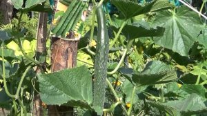 КИТАЙСКИЕ длинноплодные ОГУРЦЫ не подведут