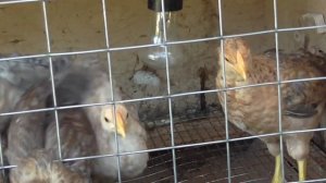 Цыплята Ленинградской золотисто–серой породы