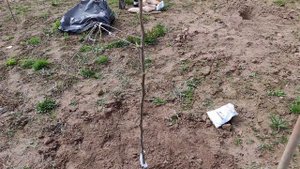 Как правильно посадить яблоню, грушу, смородину.