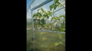 ВИГНА и СПАРЖЕВАЯ ФАСОЛЬ