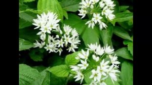 Лук медвежий (Allium ursinum)