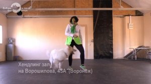 Танцы с собаками. Особенности этого вида спорта