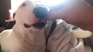 бультерьер агрессия