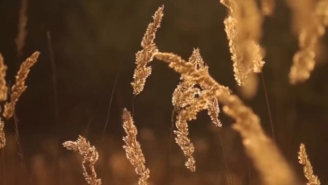 ПОГОДА НА ОСЕНЬ 2023 : ПРОГНОЗ И НАРОДНЫЕ ПРИМЕТЫ
