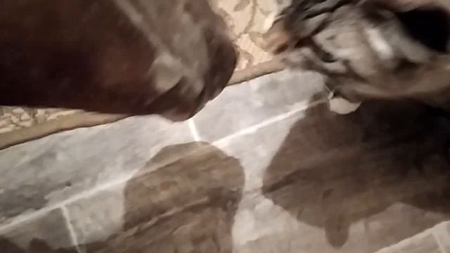 Не надо рыбов показывать надо жарить смотреть онлайн