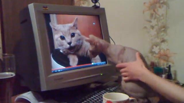 Кошка смотрит в монитор смотреть онлайн
