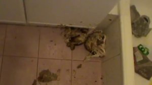 Как упасть на свою голову