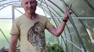 Обзор теплицы. Посадка саженцев перцев. Зреют первые ягодки...