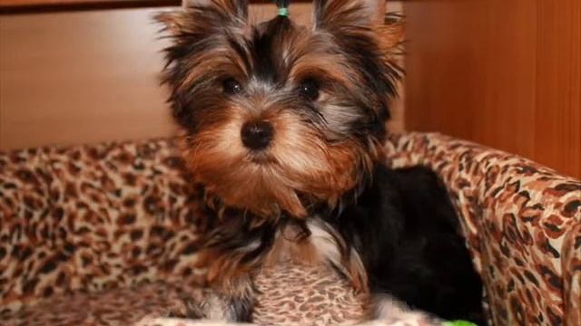 Продажа щенков йоркширского терьера смотреть онлайн