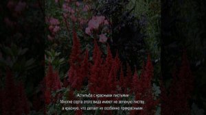 Астильба — с чем рядом сажать