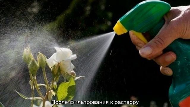Зеленые мошки на розах — как бороться с вредителями