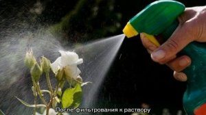 Зеленые мошки на розах — как бороться с вредителями