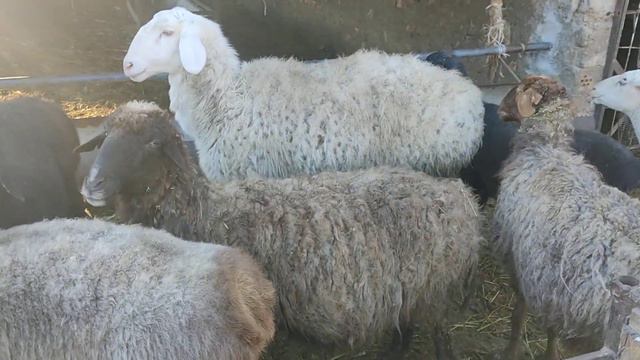 (705) Ярочки возрасте в год и до года. смотреть онлайн