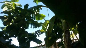 Плоды монстеры.