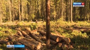 Указом губернатора Архангельской области в лесах региона введен особый противопожарный режим