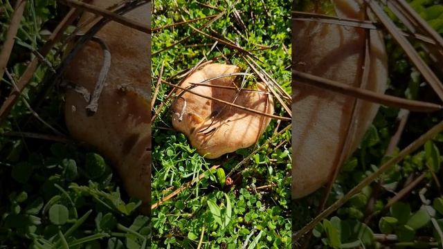 Nícalo, níscalo o mízcalo, (Lactarius deliciosus) смотреть онлайн