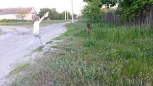 Щенок Немецкой Овчарки 4 месяца.Хан