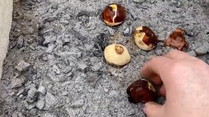 ПОСАДКА ТЮЛЬПАНОВ В ЯЩИКИ! КРАСИВЫЕ ГРЯДКИ!!!