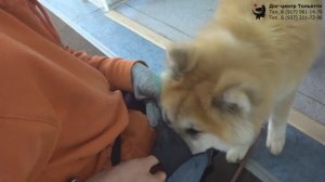 21.03.14 Y Анна и акита Хоши. Индивидуальное занятие по дрессировке: приучение собаки к наморднику.