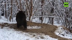Медведица, которая всю жизнь провела в тесной клетке в зоопарке, ходит по кругу даже на воле