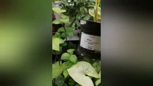 Аглоанема Крид. Пересадка. Циркон для растений.  Обзор цветочного магазина.