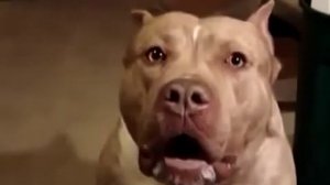 Прикол! Самая злая собака в мире )