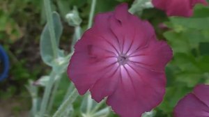 Лихнис корончатый