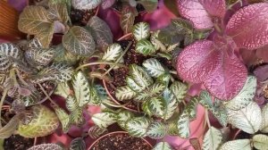 Обзор эписций. Комнатные растения.