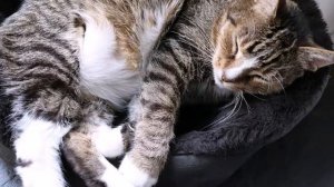 Как сразу понять, что у кошки скоро роды?