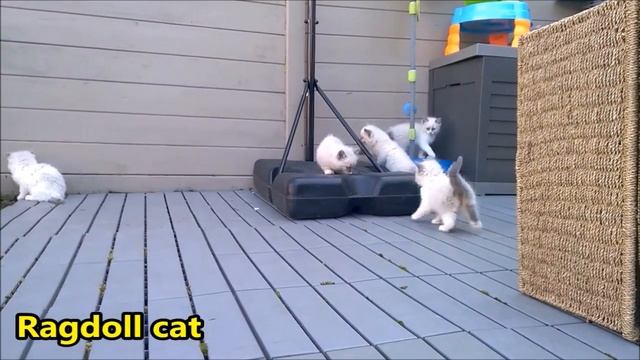 Шотландская Абиссинская кошка Рэгдолл. Scottish Fold Abyssinian Ragdoll cat cute kittens смотреть онлайн