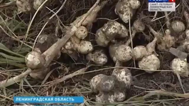 Обмен коллекциями топинамбура между странами смотреть онлайн