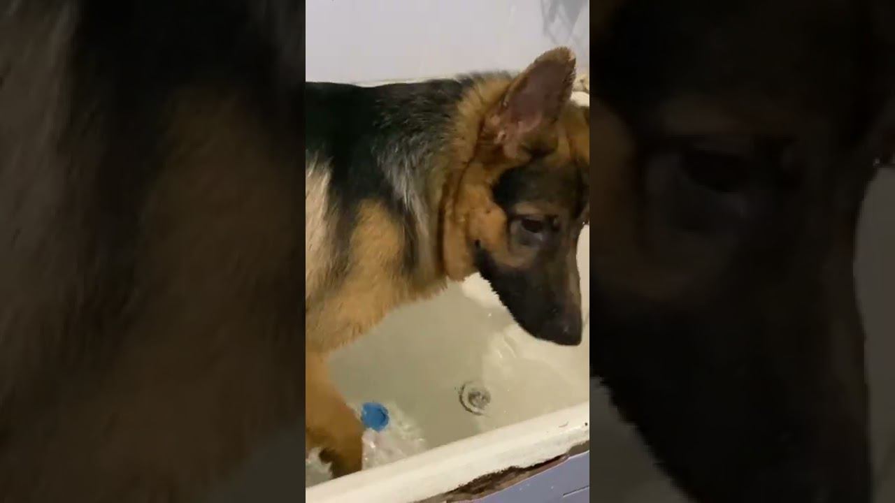 Локки любит купаться и играется в ванной, немецкая овчарка моется в ванной и играет. German Shepherd смотреть онлайн