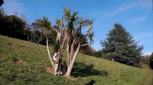 Pruning Cordyline australis