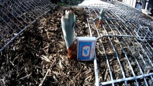 Первые всходы лук чеснок Рокамболь.