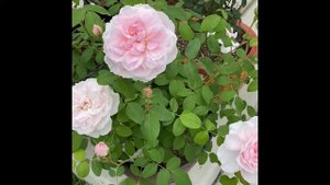 David Austin Rose- Barbara Austin