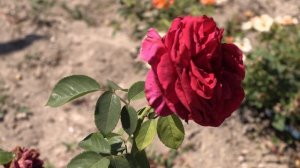 роза 4-х ветров, питомник роз полины козловой, rozarium.biz. Rose des 4 Vents, бордюрные розы